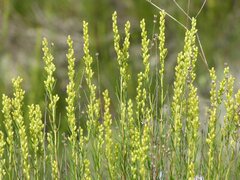 Artemisia salsoloides