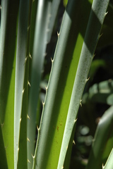 Pandanus tectorius