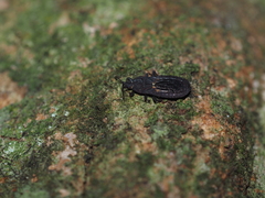 Mezirinae