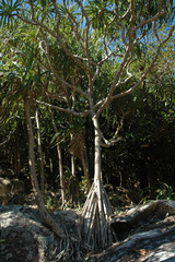 Pandanus tectorius