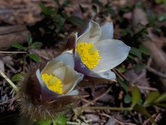 Pulsatilla vernalis