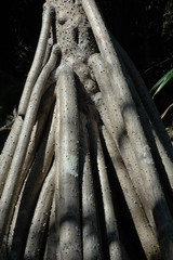 Pandanus tectorius