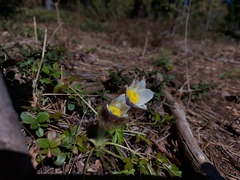 Pulsatilla vernalis