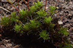 Syntrichia montana