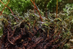 Syntrichia montana