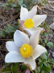 Pulsatilla vernalis