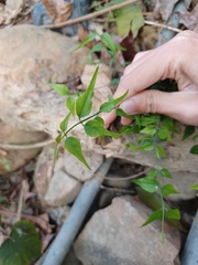 Jasminum nervosum