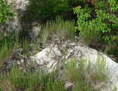 Artemisia salsoloides