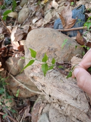 Jasminum nervosum
