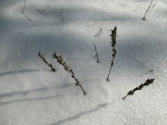 Oxytropis strobilacea