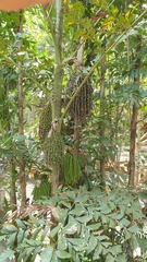 Caryota