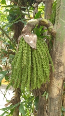 Caryota