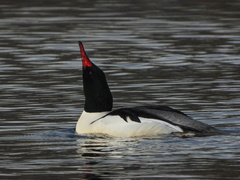 Mergus merganser americanus