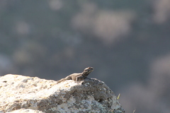 Laudakia vulgaris