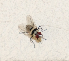 Anthomyia vicarians