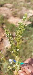 Selago densiflora