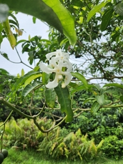 Tabernaemontana elegans