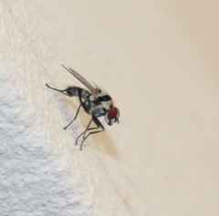 Anthomyia vicarians