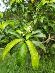 Tabernaemontana elegans