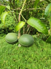 Tabernaemontana elegans