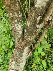 Tabernaemontana elegans