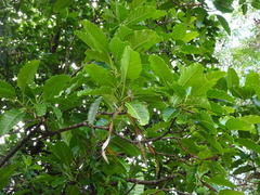 Alstonia balansae