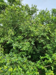 Sclerocroton integerrimus