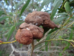 Acacia spirorbis