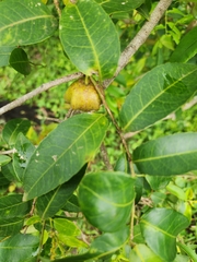 Sclerocroton integerrimus