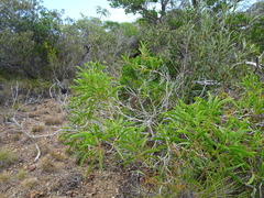 Acacia spirorbis