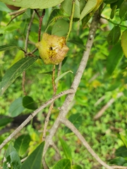 Sclerocroton integerrimus