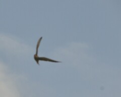 Falco amurensis