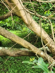 Sclerocroton integerrimus