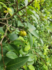 Sclerocroton integerrimus