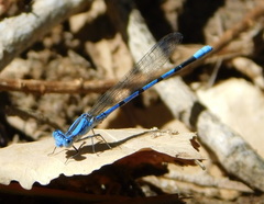 Argia agrioides