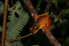 Polypedates leucomystax