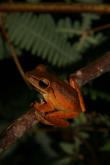 Polypedates leucomystax