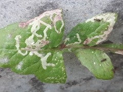 Phytomyza syngenesiae