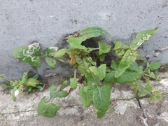 Phytomyza syngenesiae