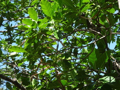 Alstonia balansae
