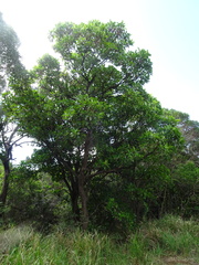 Alstonia balansae