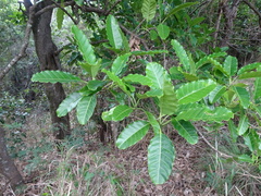 Alstonia balansae