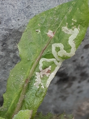 Phytomyza syngenesiae