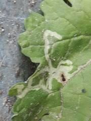 Phytomyza syngenesiae