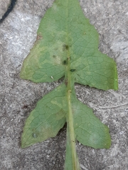 Phytomyza syngenesiae