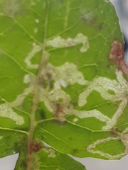 Phytomyza syngenesiae