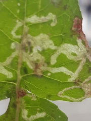 Phytomyza syngenesiae