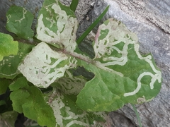 Phytomyza syngenesiae