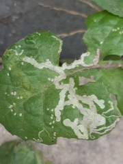 Phytomyza syngenesiae