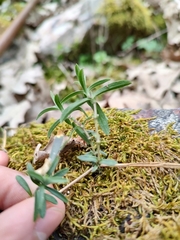 Arenaria montana